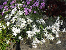 Dianthus arenarius f. nanus 'Little Maiden'